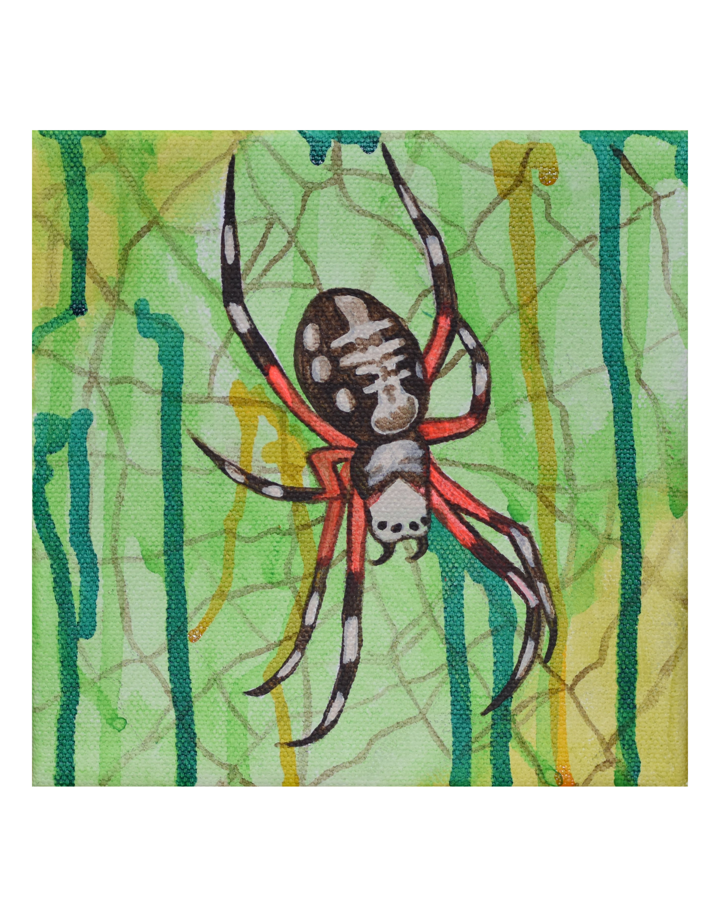 Orb Weaver