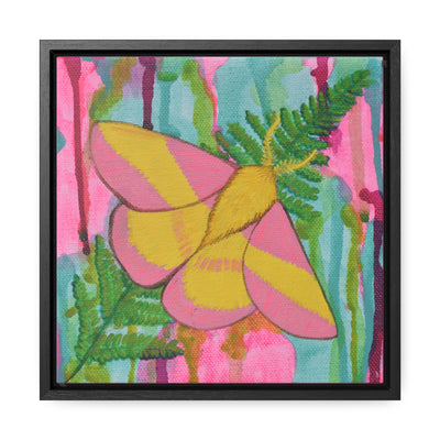 Rosy Maple Moth, Framed Canvas