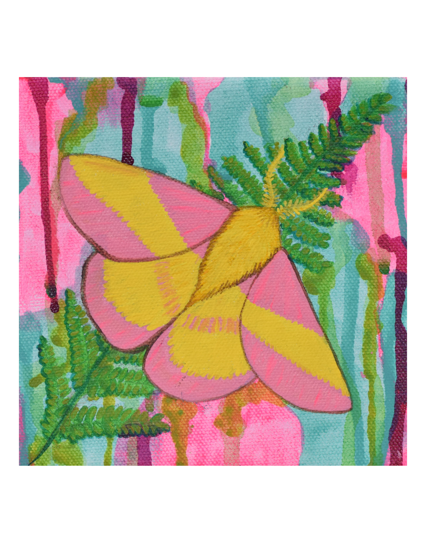 Rosy Maple Moth